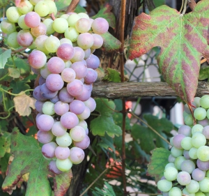 El envero de la uva y la vid