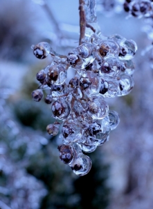 uvas congeladas