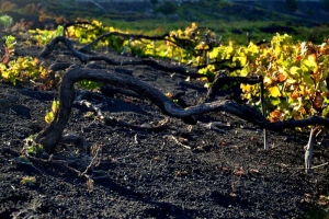 tipos de suelo volcanico