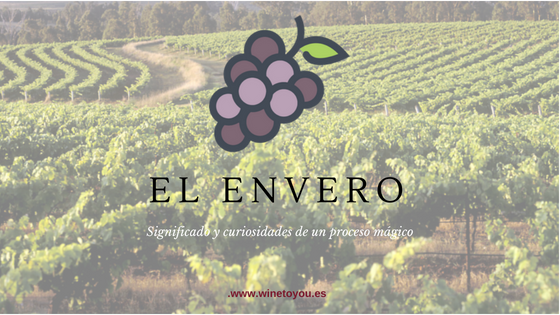 EL ENVERO wine to you
