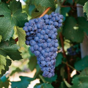 uva graciano wine to you